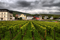 Vineyard-rhein-valley-germani