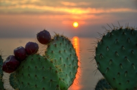 Cactus-on-the-sun