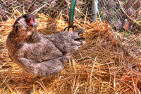 Ripley-the-chicken