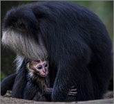 Safe-with-mum