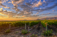 Edna-valley-winery