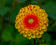Sunny-flower