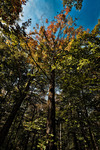 The-arrival-of-fall