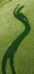 Grass