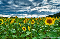 Sunflowers-and-clouds