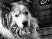 Alfie-dog