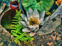 Water-lilly