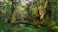 Swamp