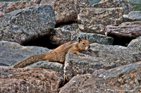 Cool-squirrel