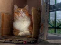 My-cat