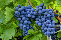 Soon-to-be-wine-
