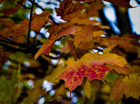 Peak-foliage-has-arrived