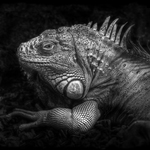 -iguana-
