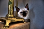 Oliver