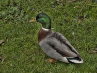 Malard-
