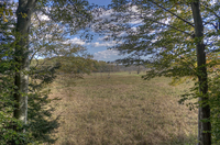Trees-and-field