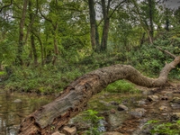 Water-log
