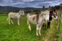 Beach-donkeys