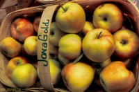 Farmer-s-market-apples