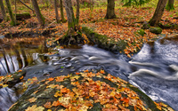 Fall
