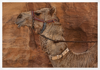Camel-portrait-in-petra-jordan