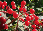 Berries-and-bugs