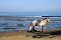 Horse-on-the-beach