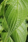 Single-leaf