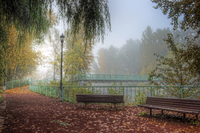 Blackbird-in-the-mist
