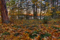 Autumn