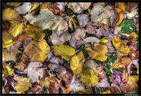 Autumn-in-my-garden