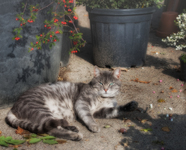 Cat-in-the-sun