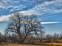 Old-autumn-cottonwood-tree
