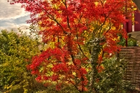Sight-from-my-garden