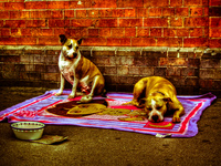 Beggars-in-chinatown