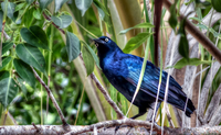 Bird