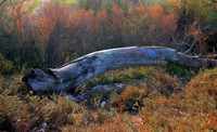 Graffiti-log-