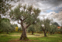 Field-of-olive-trees