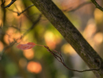 Colors-of-fall