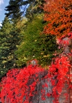 Il-rosso-e-il-verde