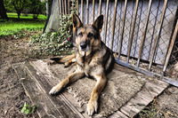 Czechoslovakia-wolfdog