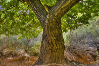 Old-cottonwood