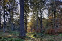 Treescape