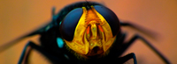 Fly-macro