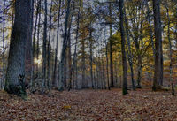 Late-autumn-glow