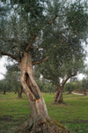 Tree-trunk