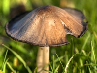 Macro-mushroom