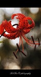 Tiger-lily