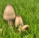 Fungi-