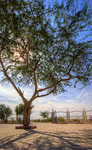 Lonely-tree